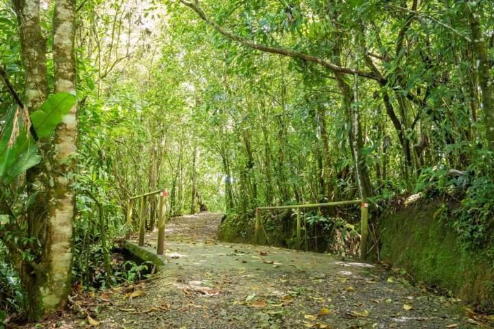 Cabanas El Bosque Turrialba Exterior foto
